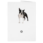 Boston Terrier Cards (Back)