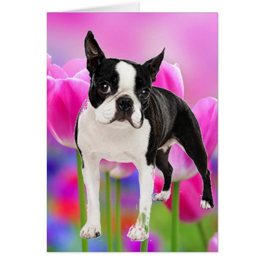 Boston Terrier Cards (Front)