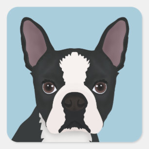 boston terrier cartoon square sticker