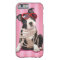 Boston Terrier
