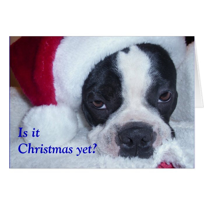 Boston Terrier Christmas Card