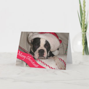 Boston Terrier Christmas Card