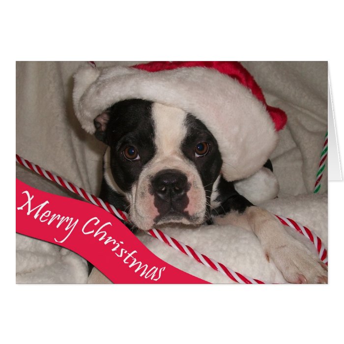 Boston Terrier Christmas Card