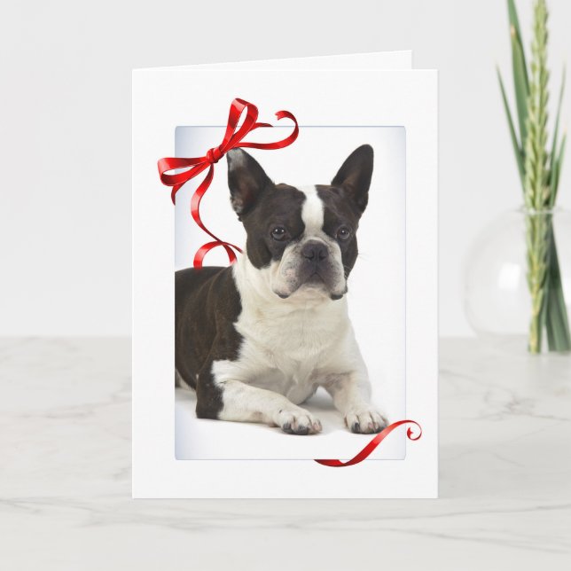 Boston Terrier Christmas Card (Front)
