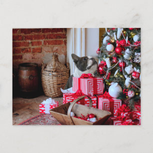 Boston Terrier Christmas Holiday Postcard