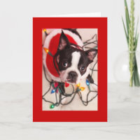 Boston Terrier Christmas Lights Santa Greeting Car Holiday Card