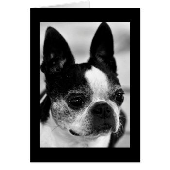 Boston Terrier  Close Up Black And White Card by artinphotography at Zazzle