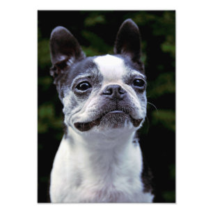 Boston Terrier, Color, Photo Print