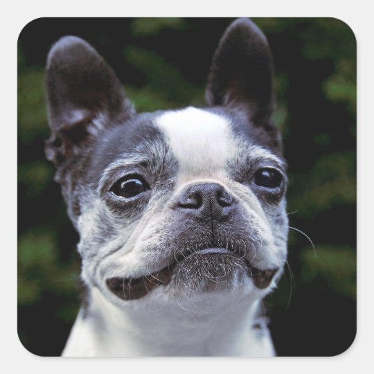 Boston Terrier Color Square Sticker