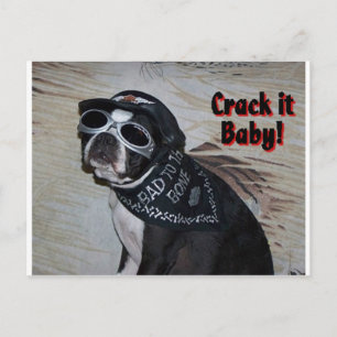 Boston Terrier: Crack it, Baby! Postcard