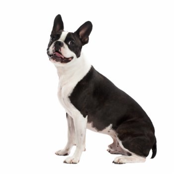 Boston Terrier Dog Beautiful Photo Sculpture  Gift Statuette by roughcollie at Zazzle