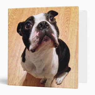 Boston Terrier Dog Binder