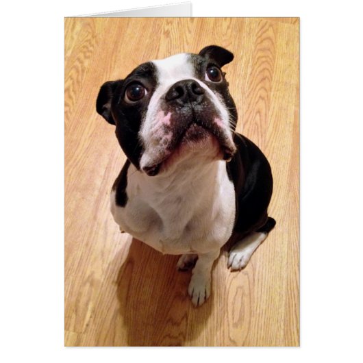 Boston Terrier Dog Cards (Front)