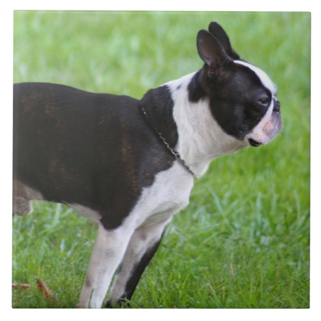 Boston Terrier dog Ceramic Tile (Front)