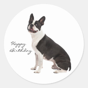Boston Terrier dog custom happy birthday stickers