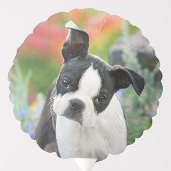 Boston Terrier Dog Cute Puppy Animal Head Photo -- Balloon by Kathom_Photo at Zazzle