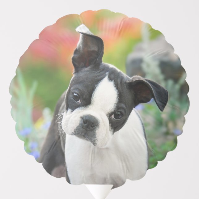 Boston Terrier Dog Cute Puppy Animal Head Photo -- Balloon (Front)