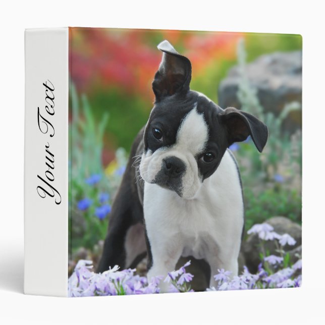 Boston Terrier Dog Cute Puppy Animal Head Photo __ Binder (Front/Spine)