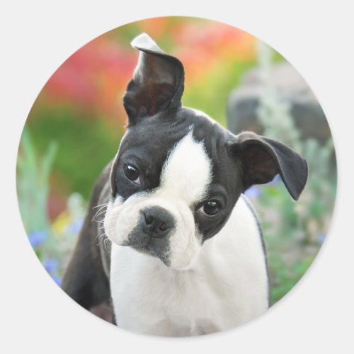 Boston Terrier Dog Cute Puppy Animal Head Photo __ Classic Round Sticker