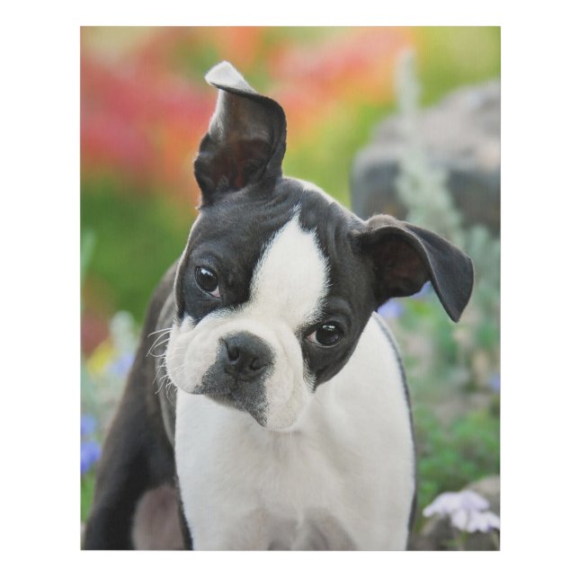Boston Terrier Dog Cute Puppy Animal Head Photo - Faux Canvas Print (Front)