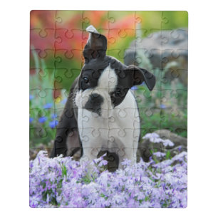 Boston Terrier Dog Cute Puppy Animal Head Photo ** Jigsaw Puzzle
