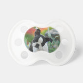 Boston Terrier Dog Cute Puppy Animal Head Photo . Pacifier (Front)