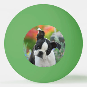 Boston Terrier Dog Cute Puppy Animal Head Photo Ping-Pong Ball