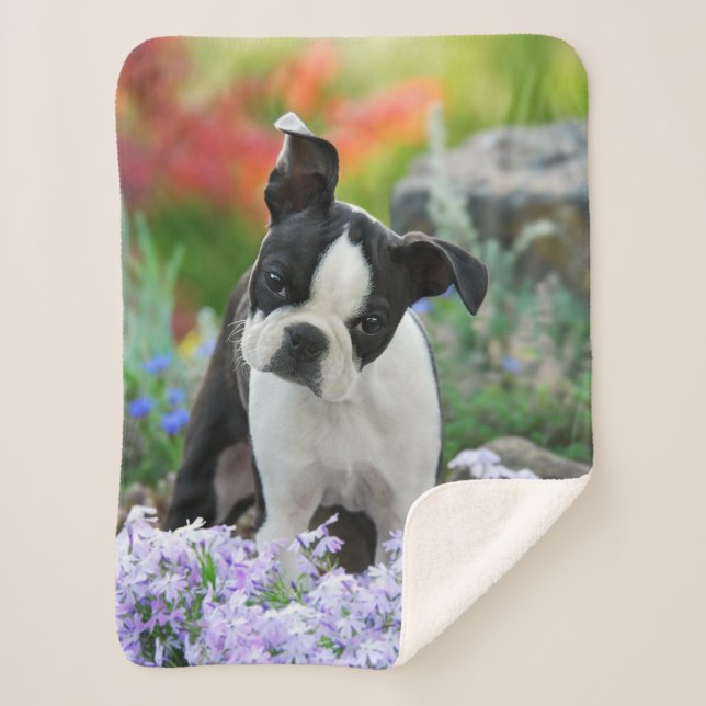 Boston Terrier Dog Cute Puppy Animal Head Photo Sherpa Blanket (Front)