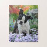 Boston Terrier Dog Cute Puppy Game 11x14 Jigsaw Puzzle at Zazzle
