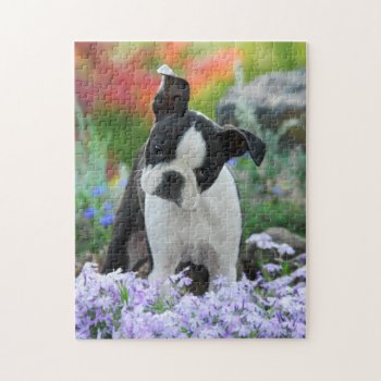 Boston Terrier Dog Cute Puppy Game 11x14 Jigsaw Puzzle by Kathom_Photo at Zazzle