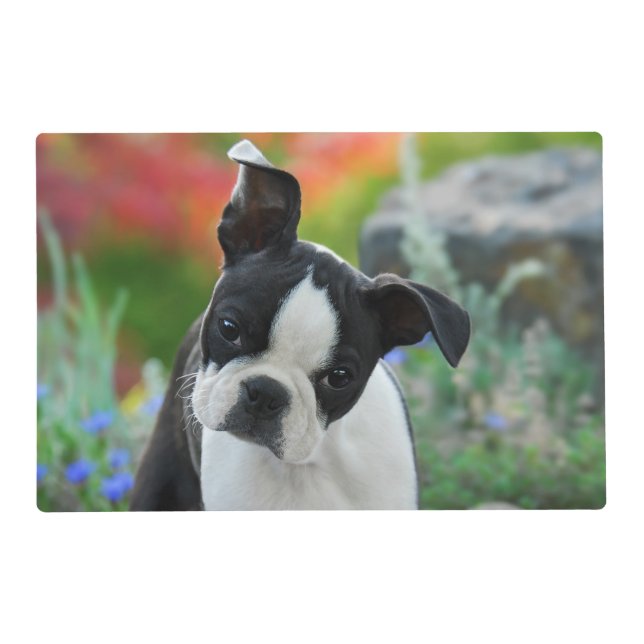 Boston Terrier Dog Cute Puppy, Gloss Mat (Front)