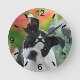 Boston Terrier Dog Cute Puppy Portrait  dial-plate Round Clock