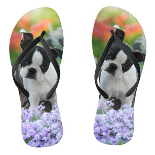Boston Terrier Dog Cute Puppy Portrait Pet Photo - Flip Flops