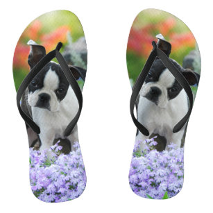 Illustrated Boston Terrier Flip Flops