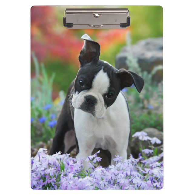 Boston Terrier Dog Cute Puppy Portrait Photo - on Clipboard (Front)