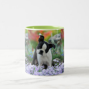 Boston Terrier Dog Cute Puppy Portrait Photo _ Two-Tone Coffee Mug
