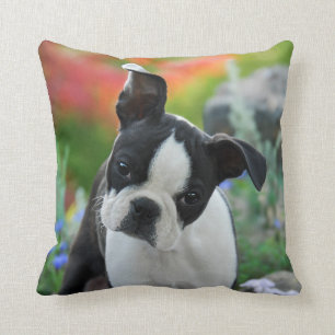 Boston Terrier Dog Cute Puppy Portrait, Square Throw Pillow