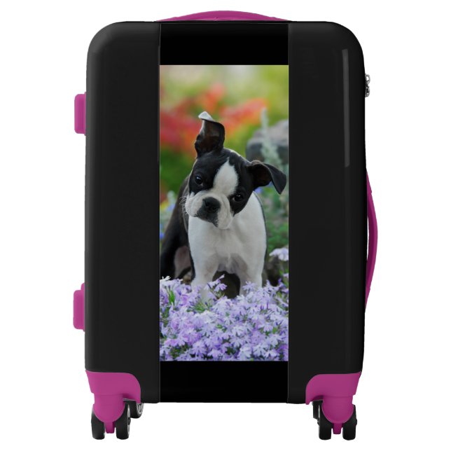 Boston Terrier Dog Cute Puppy Portrait - Suitcase (Front)