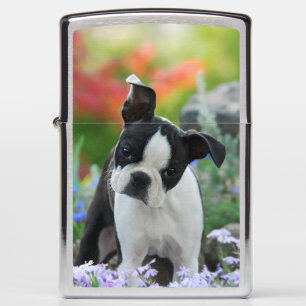 Boston Terrier Dog Cute Puppy Portrait, windproof Zippo Lighter