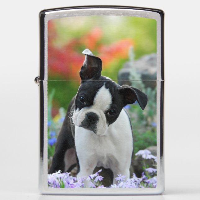 Boston Terrier Dog Cute Puppy Portrait, windproof Zippo Lighter (Front)