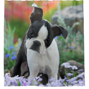 Boston Terrier Dog Cute Puppy, Tub Shower Curtain