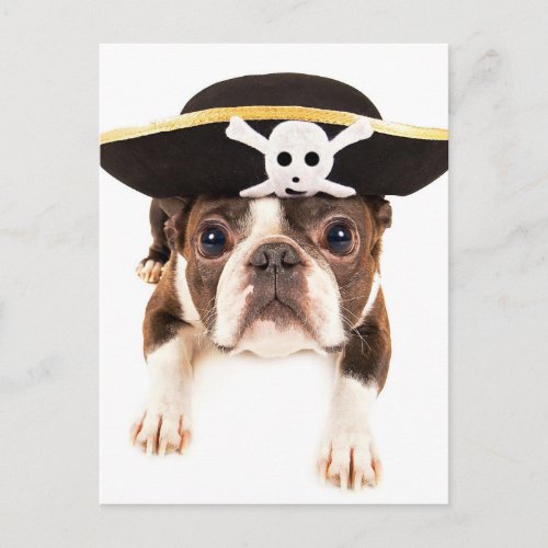 Boston Terrier Dog Dressed As A Pirate Postcard