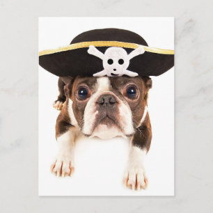 Boston Terrier Dog Dressed As A Pirate Postcard