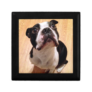Boston Terrier Dog Gift Box