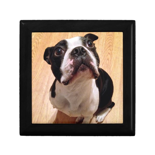 Boston Terrier Dog Gift Box (Front)