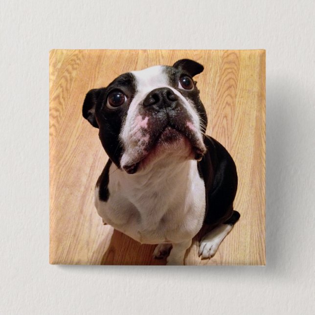 Boston Terrier Dog Pinback Button (Front)