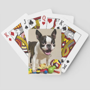 Boston Terrier Dog Playing with Toys Poker Cards