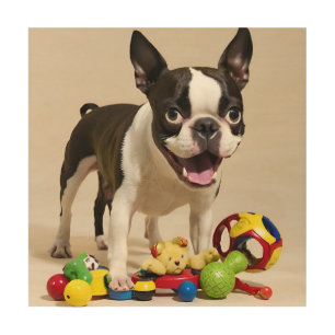 Boston Terrier Dog Playing with Toys Wood Wall Art