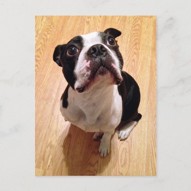 Boston Terrier Dog Postcard (Front)