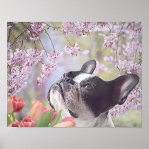 Boston Terrier dog poster
